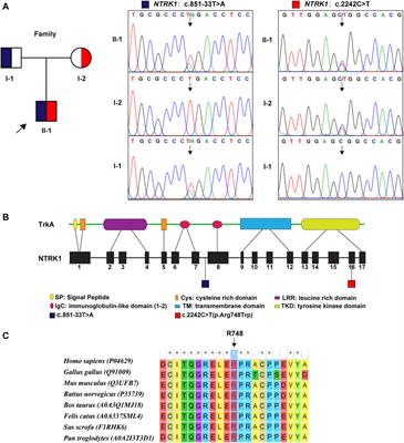 Investigation of a Novel NTRK1 Variation Causing Congenital Insensitivity to Pain With Anhidrosis